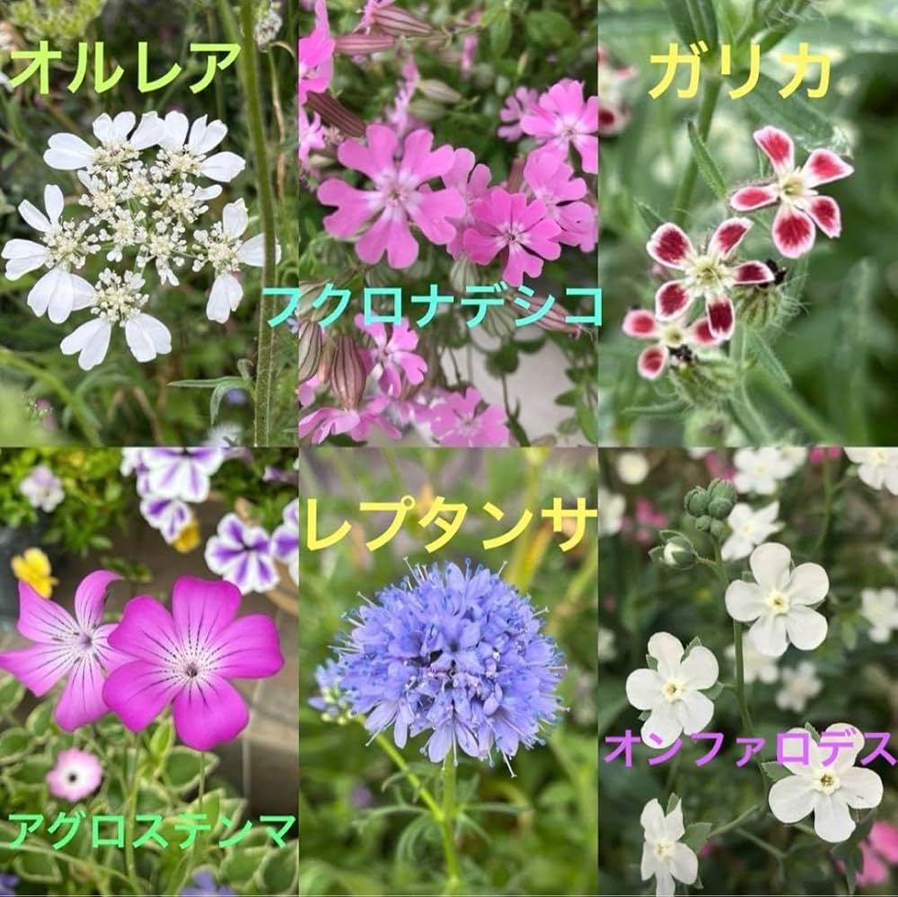 専用【nuni様】菜の花&amp;れんげ&amp;クローバー蜜各1000g(3本セット) みかん・バナナ豆乳ミックス 18本入 2箱セット: さが風土館